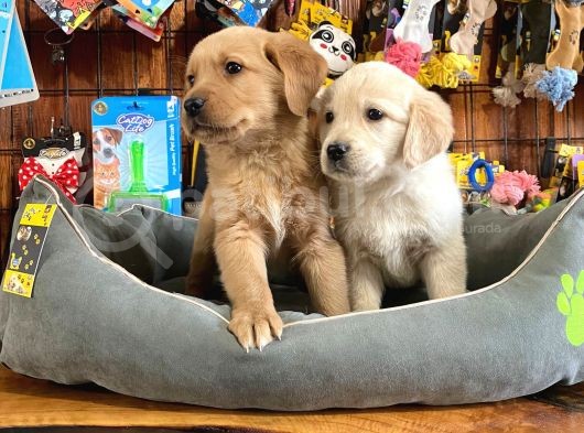 GOLDEN RETRIEVER BABYFACE IRK GARANTİLİ