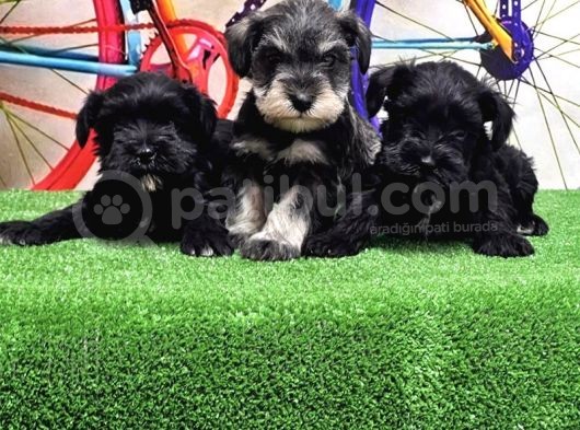Resmi̇ Üreti̇ci̇den Mi̇nyatür Schnauzer Yavrular
