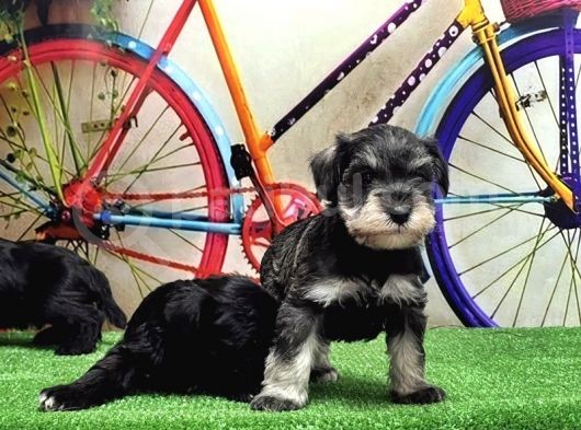 Resmi̇ Üreti̇ci̇den Mi̇nyatür Schnauzer Yavrular görsel