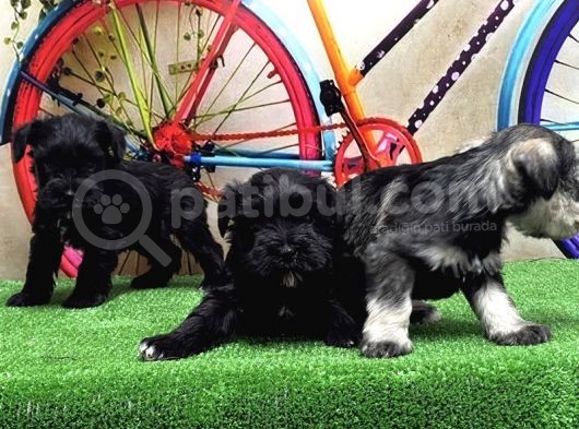 Resmi̇ Üreti̇ci̇den Mi̇nyatür Schnauzer Yavrular görsel