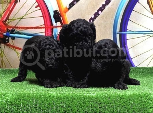 Si̇yah Toy Poodle Yavrular görsel