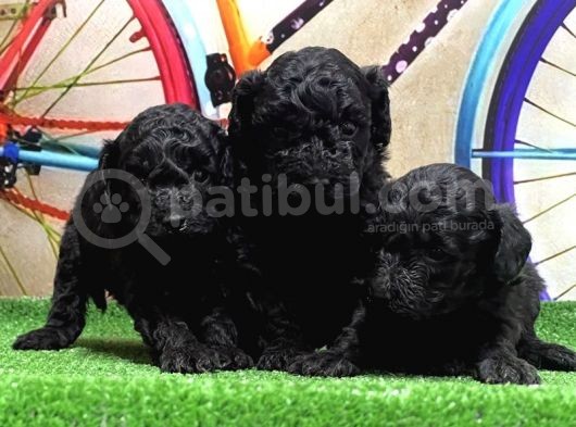 Si̇yah Toy Poodle Yavrular görsel