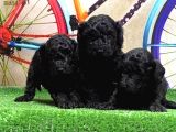 Si̇yah Toy Poodle Yavrular