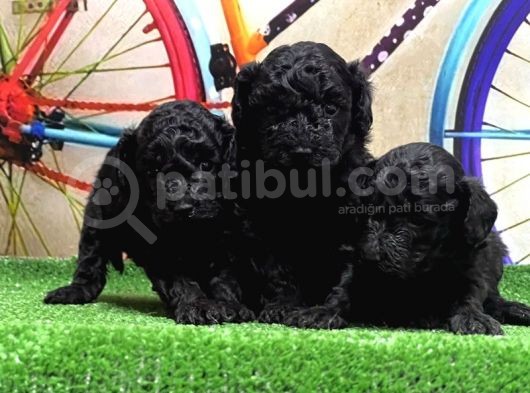Si̇yah Toy Poodle Yavrular görsel