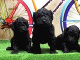 Si̇yah Toy Poodle Yavrular
