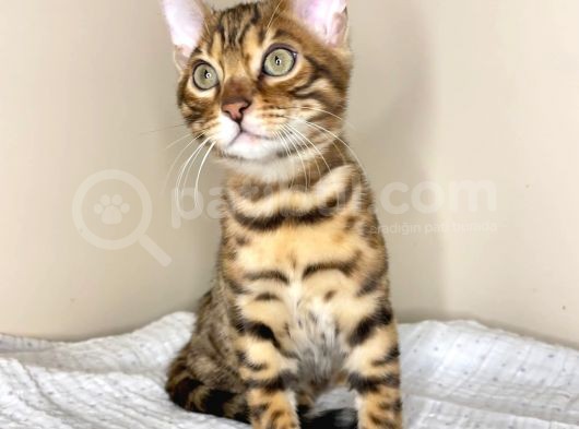 Bengal Yavruları Dişi/Erkek görsel
