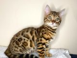 Bengal Yavruları Dişi/Erkek