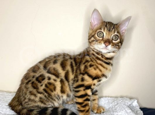 Bengal Yavruları Dişi/Erkek görsel