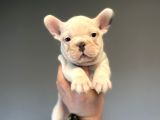 Egzoti̇k Blue Pied French Bulldog