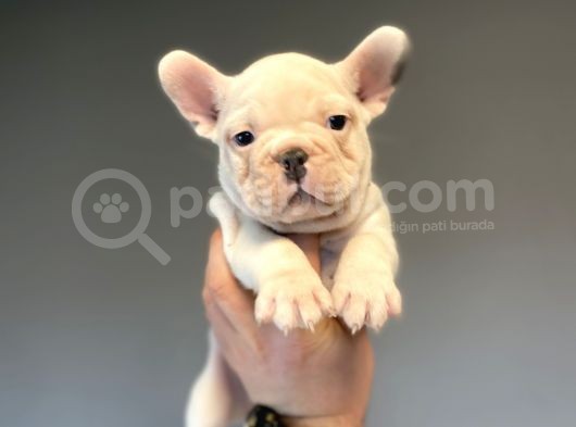 Egzoti̇k Blue Pied French Bulldog görsel