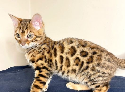 Bengal Yavruları Dişi/Erkek görsel