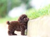 DARK CHOCOLATE TOY POODLE GARANTİLİ YAVRULAR
