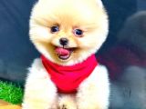 Üst Kali̇te Erkek Pomerani̇an Boo
