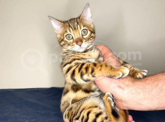 Bengal Yavruları Dişi/Erkek görsel