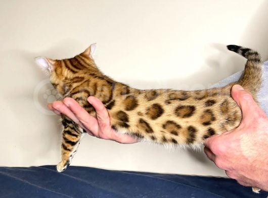 Bengal Yavruları Dişi/Erkek görsel