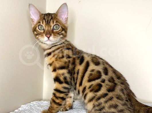 Bengal Yavruları Dişi/Erkek görsel