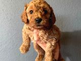 A Scr Sevi̇mli̇li̇k Ötesi̇ Toy Poodle