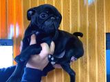 Kari̇zma Pug Bebekler