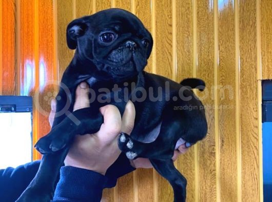 Kari̇zma Pug Bebekler görsel