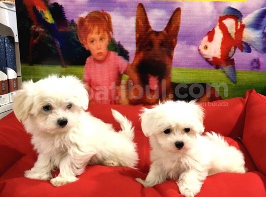 VONALP PET GARANTİLİ MALTESE YAVRULARIMIZ