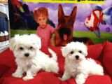 Vonalp Pet Garanti̇li̇ Maltese Yavrularimiz