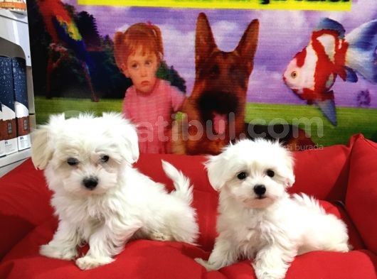 Vonalp Pet Garanti̇li̇ Maltese Yavrularimiz görsel