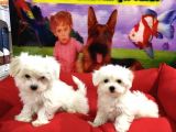 Vonalp Pet Garanti̇li̇ Maltese Yavrularimiz