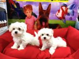 Vonalp Pet Garanti̇li̇ Maltese Yavrularimiz