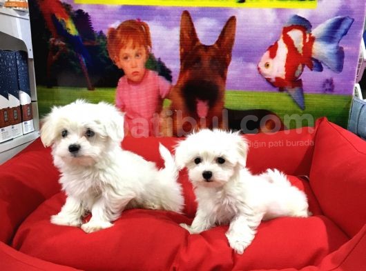 Vonalp Pet Garanti̇li̇ Maltese Yavrularimiz görsel
