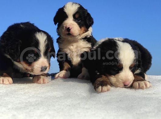 Bernese Mountain Dog Yavrulari Sanslipatilerde görsel