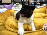 Vonalp Pet Garanti̇li̇ Ameri̇kan Aki̇ta Inu Yavrularimiz
