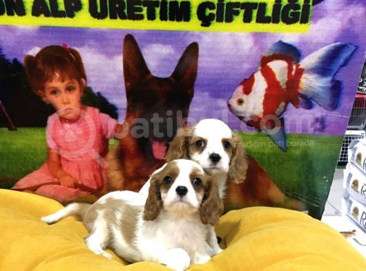 Vonalp Pet Garanti̇li̇ Cavali̇er Ki̇ng Charles Yavrularimiz