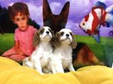 Vonalp Pet Garanti̇li̇ Cavali̇er Ki̇ng Charles Yavrularimiz