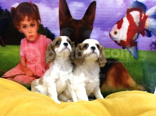 Vonalp Pet Garanti̇li̇ Cavali̇er Ki̇ng Charles Yavrularimiz görsel
