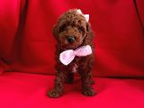 Safkan toy poodle yavrularımız