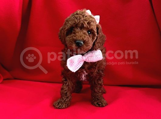 Safkan Toy Poodle Yavrularımız