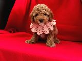 Safkan Toy Poodle Yavrularımız