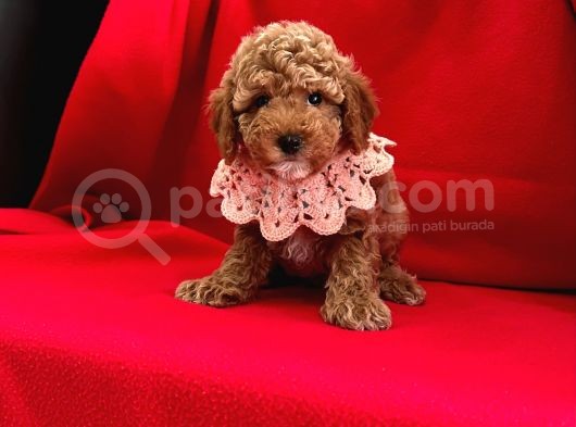Safkan Toy Poodle Yavrularımız görsel