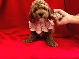 Safkan Toy Poodle Yavrularımız