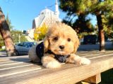 Orji̇nal Malti̇po Yavrular