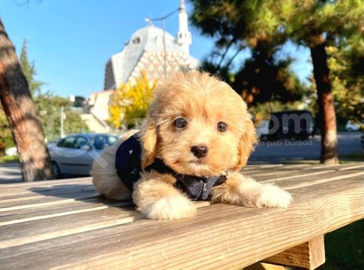 Orji̇nal Malti̇po Yavrular görsel