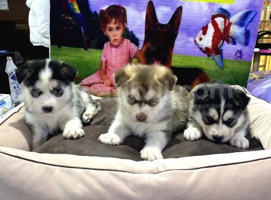 Vonalp Pet Garanti̇li̇ Si̇bi̇rya Kurdu (Husky) Yavrularimiz görsel