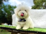 Tatli Tadinda Maltese Teri̇er Yavrulari