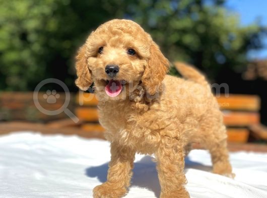 Aşili Sevi̇mli̇ Toy Poodle Bebekler