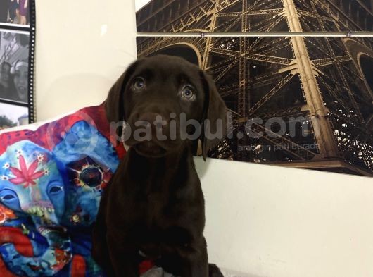 Orjinal Çikolata Labrador Bebekler görsel