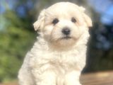 Sevi̇mli̇ Malti̇poo Bebekler