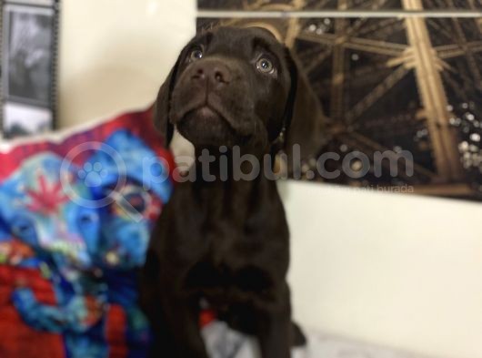 Orjinal Çikolata Labrador Bebekler görsel