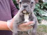 VONALPET GARANTİSİYLE MÜKEMMEL KALİTEDE blue  FRENCH BULLDOG  YAVRULARIMIZ