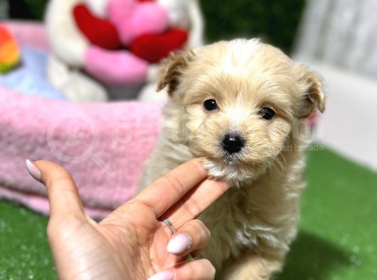F1 Mi̇ni̇ Malti̇poo Yavrular görsel