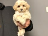 Çi̇ftli̇ği̇mi̇zden Malti̇poo Bebekler Anti̇alerji̇k